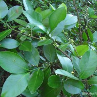 Garcinia spicata (Wight & Arn.) Hook.f.